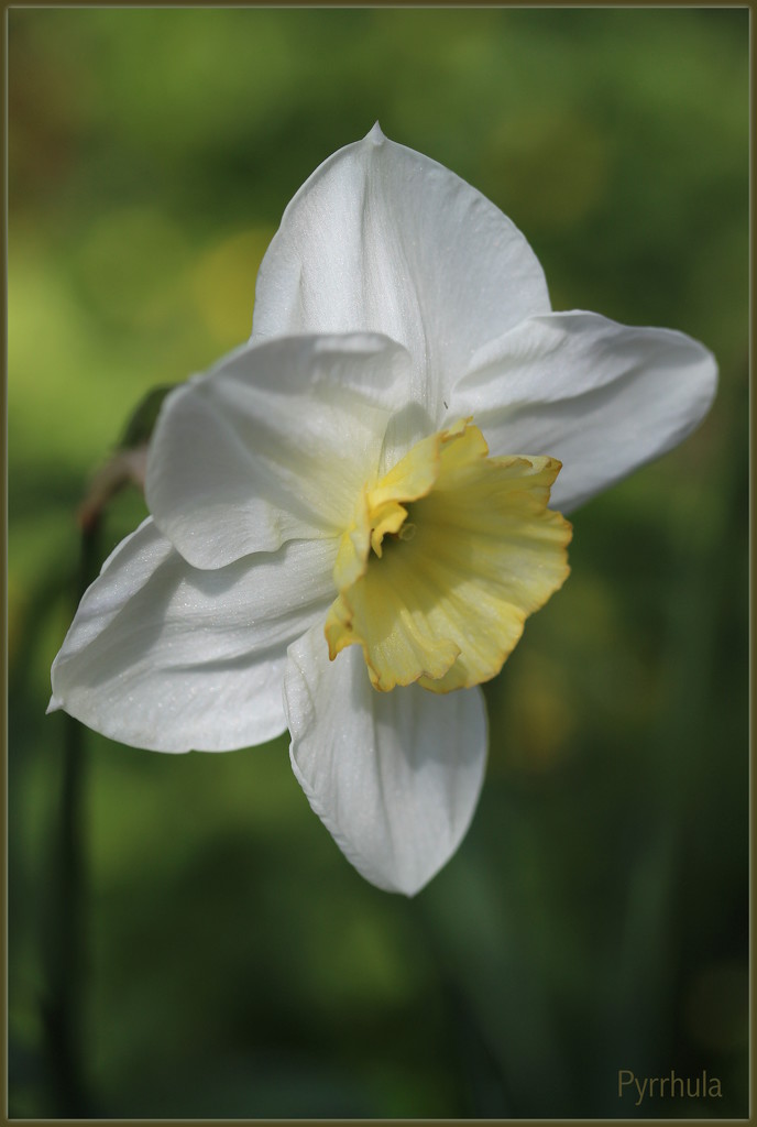 Daffodil 2 by pyrrhula