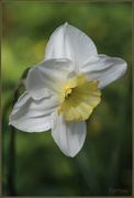 16th Apr 2015 - Daffodil 2