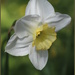 Daffodil 2 by pyrrhula