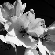 14th Apr 2015 - Cherry Blossoms In Black And White