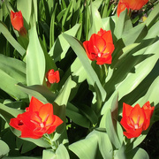 15th Apr 2015 - Red Tulips