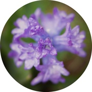 16th Apr 2015 - hyacinth