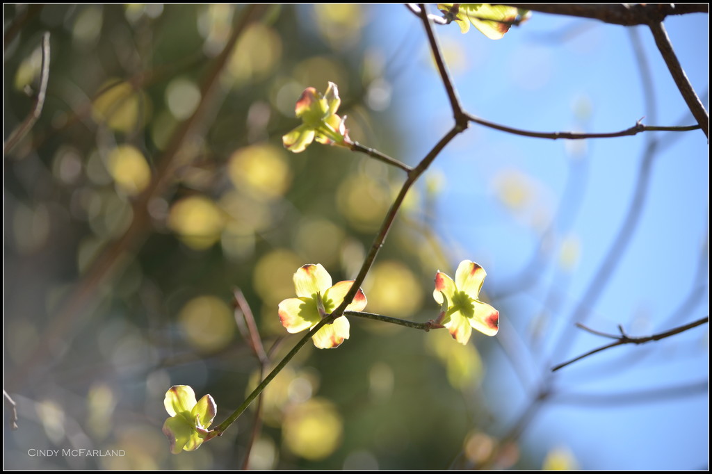 Dogwood blooms and bokeh by cindymc