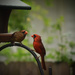 Cardinals Feeding by rickster549