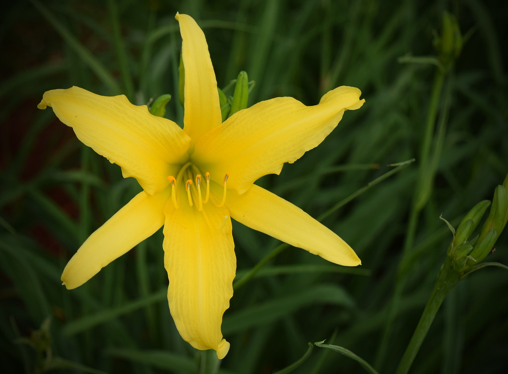 Yellow Lilly, I think by rickster549