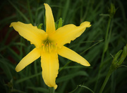 16th Apr 2015 - Yellow Lilly, I think