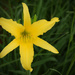 Yellow Lilly, I think by rickster549