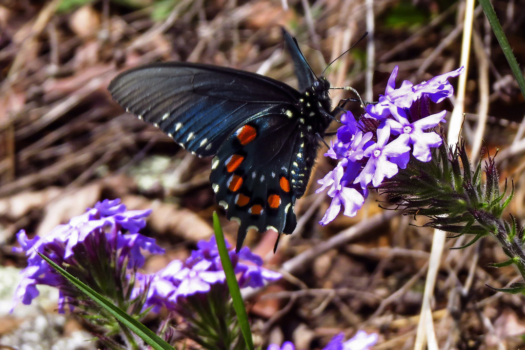 First Swallowtail of the Year by milaniet