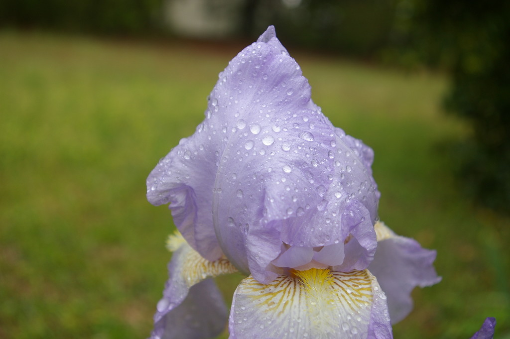 Dew on the iris by thewatersphotos