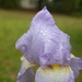 Dew on the iris by thewatersphotos