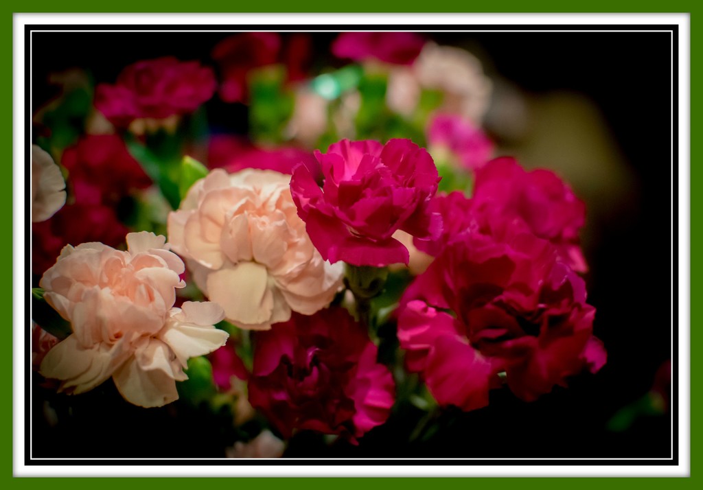 Mini Carnations by ckwiseman