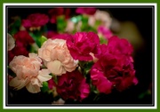 16th Apr 2015 - Mini Carnations