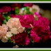 Mini Carnations by ckwiseman