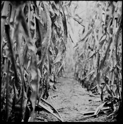 17th Apr 2015 - Corn field