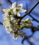 17th Apr 2015 - Full bloom