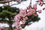 16th Apr 2015 - Cherry Blossoms in a Japanese Garden