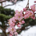 Cherry Blossoms in a Japanese Garden by rminer