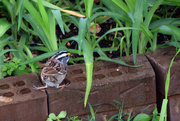 16th Apr 2015 - White-throated Sparrow