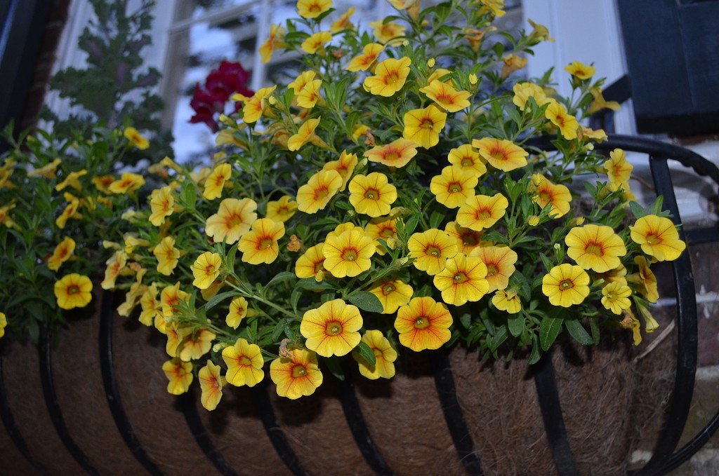 Calibrachoa flowers in Charleston's historic district by congaree