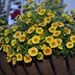 Calibrachoa flowers in Charleston's historic district by congaree