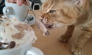 16th Apr 2015 - Cat eating all of my cream