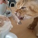 Cat eating all of my cream by nami