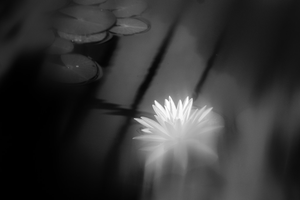 Water Lily by yaorenliu