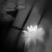 Water Lily by yaorenliu
