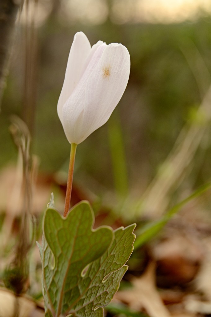 Blood root 5 by francoise