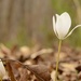 Bloodroot 6 by francoise