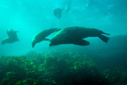 17th Apr 2015 - Diving with seals