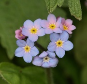 17th Apr 2015 - Forget me not
