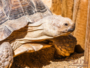 17th Apr 2015 - Tortoise
