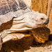 Tortoise by carolmw