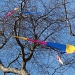Kite Chaos by brillomick