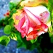 Ruža koja vene by vesna0210