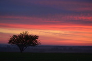 17th Apr 2015 - A Tree, a Touch of Fog, and a Kansas Sunrise