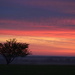 A Tree, a Touch of Fog, and a Kansas Sunrise by kareenking