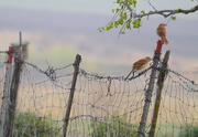 17th Apr 2015 - Two Lovely Birds on a Rickety Fence