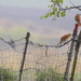 Two Lovely Birds on a Rickety Fence by kareenking