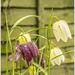 Fritillaria Meleagris by pcoulson