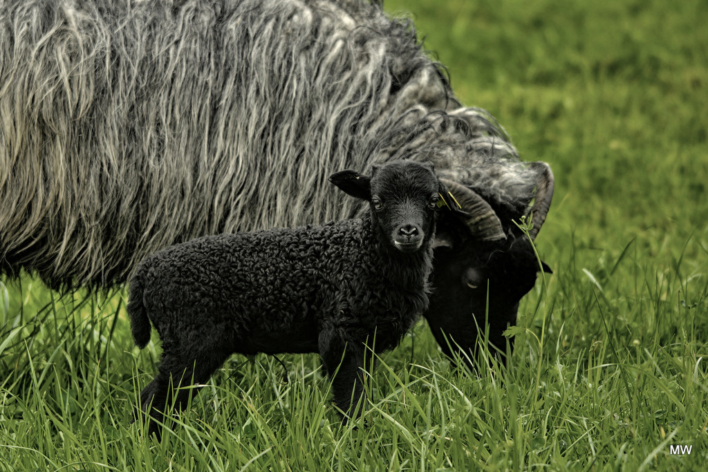 2015-04-17 lamb by mona65