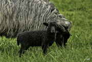 17th Apr 2015 - 2015-04-17 lamb