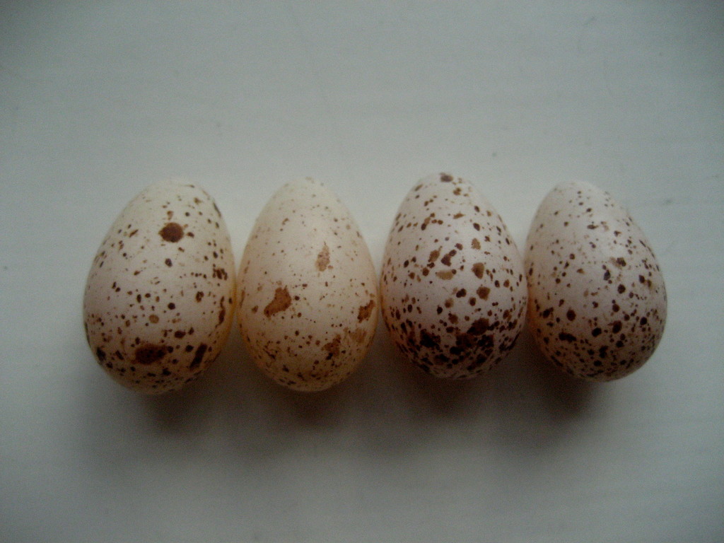Swallow eggs by steveandkerry