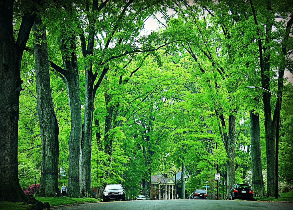 Trees in the 'Hood by peggysirk