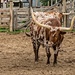 Texas Longhorn by lynne5477