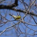 Migrating Warblers have Arrived in Michigan by annepann