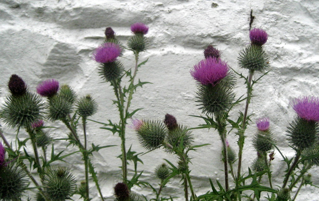 thistle  by steveandkerry