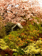 17th Apr 2015 - Cherry blossom....