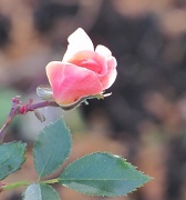 8th Nov 2010 - The rose.